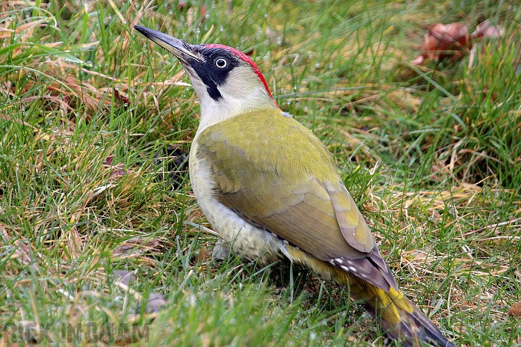 Green Woodpecker