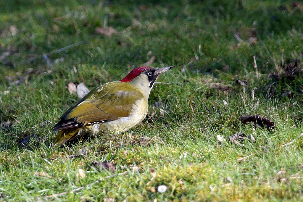 Green Woodpecker | Female
