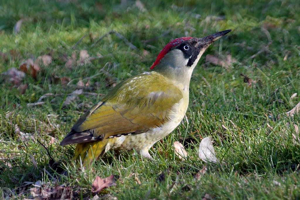 Green Woodpecker | Female