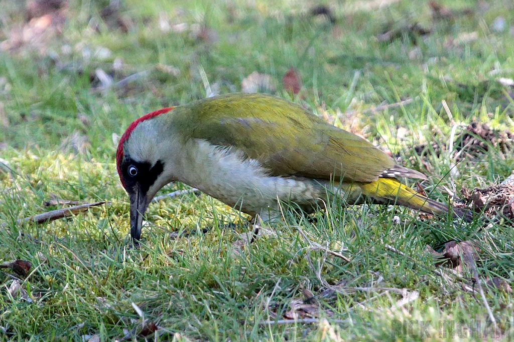 Green Woodpecker | Female