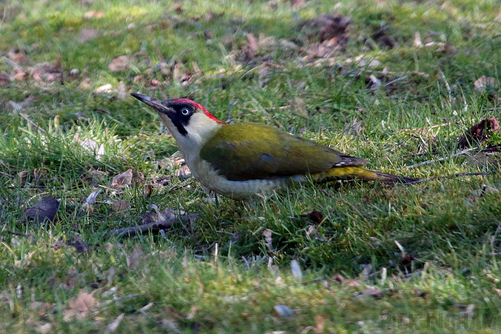 Green Woodpecker | Female