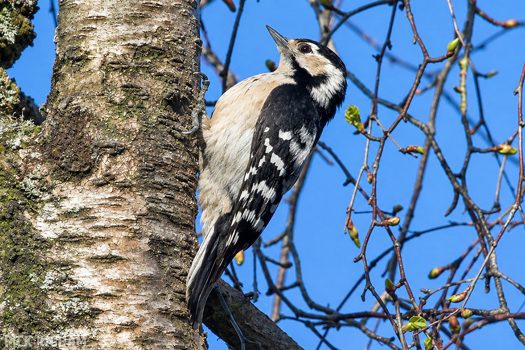 Lesser Spotted Woodpecker | Female