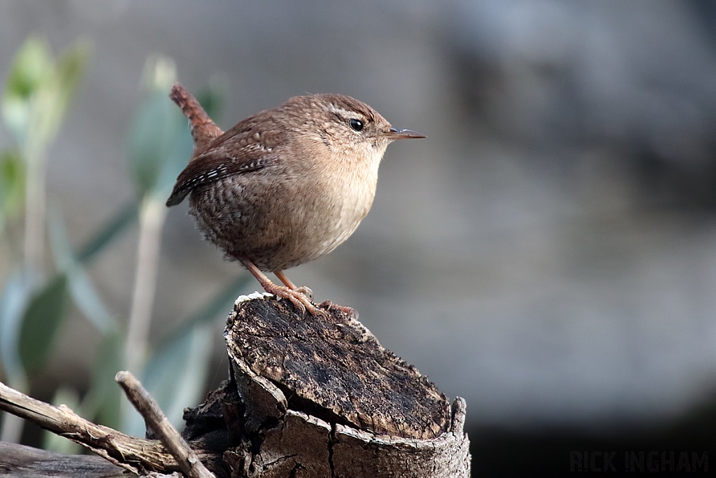 Wren