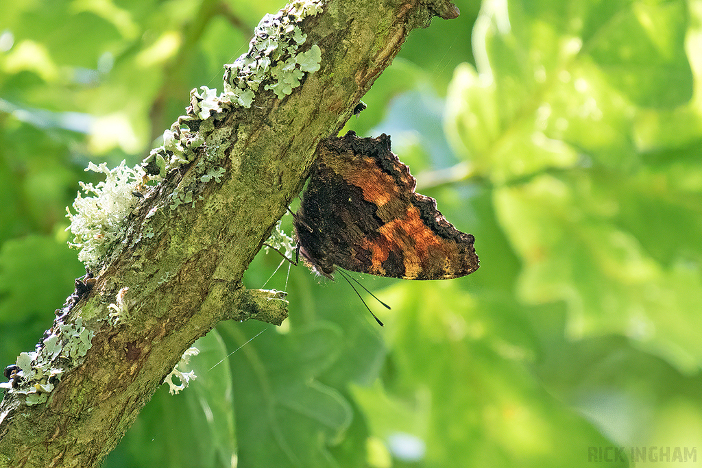 Large Tortoiseshell