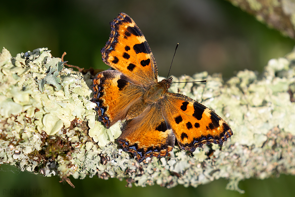 Large Tortoiseshell