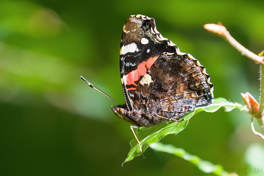 Red Admiral Butterfly