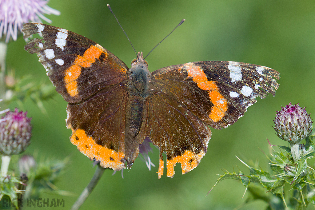 Red Admiral Butterfly