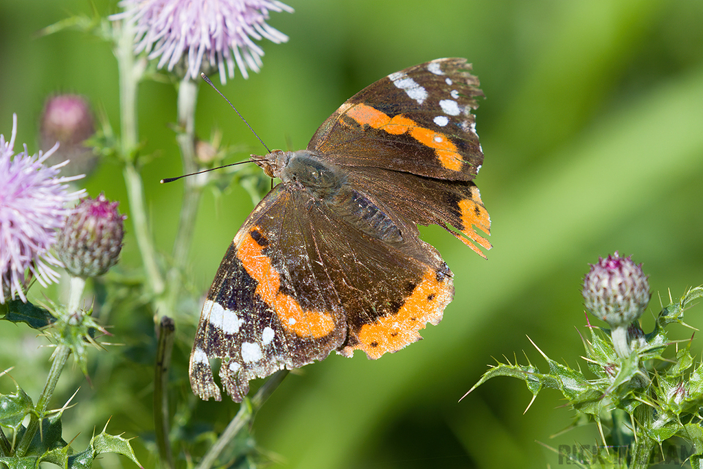 Red Admiral Butterfly