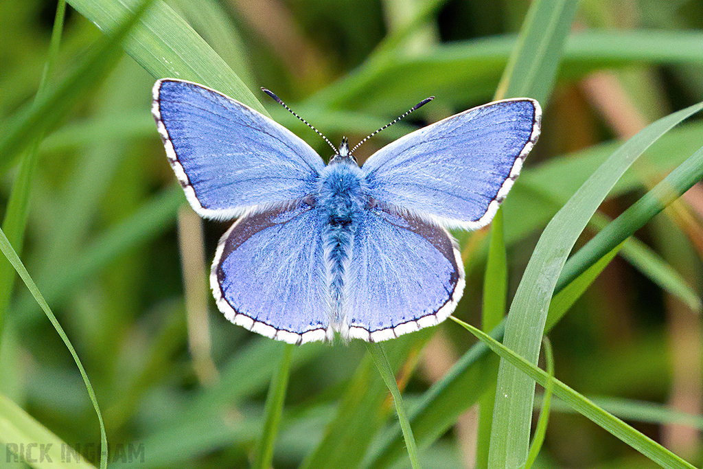 Adonis Blue Butterfly | Male