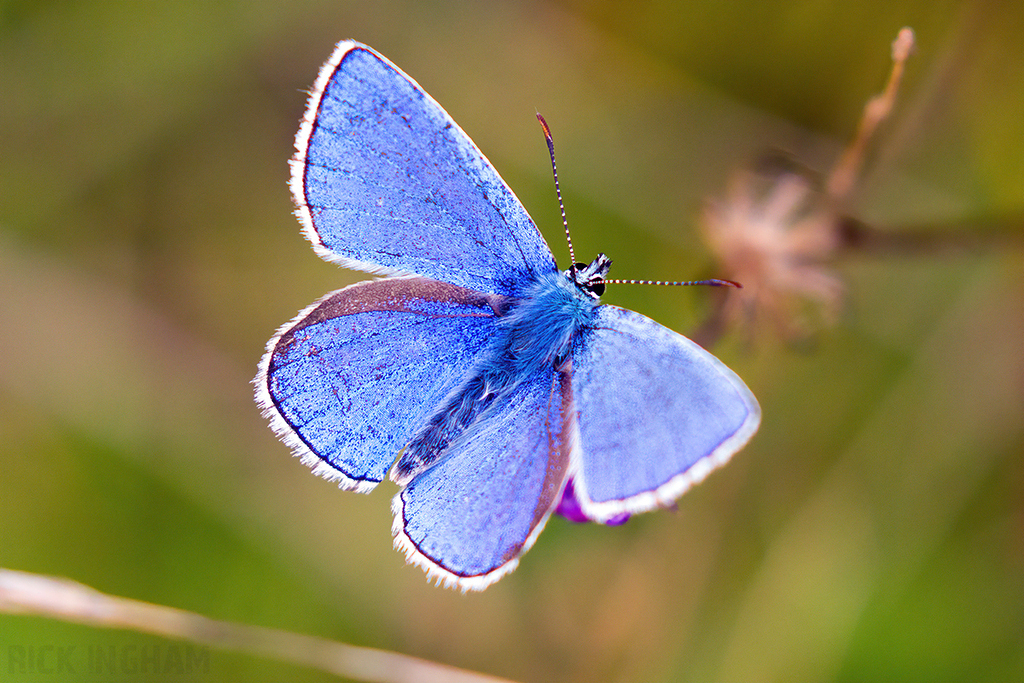 Adonis Blue Butterfly | Male