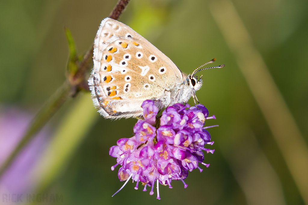 Adonis Blue Butterfly | Female