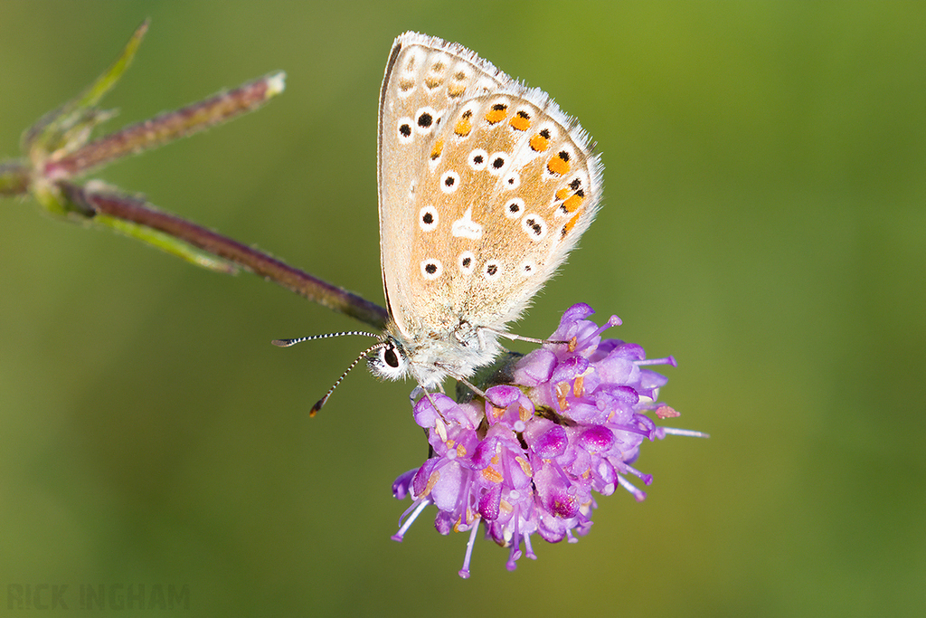 Adonis Blue Butterfly | Female