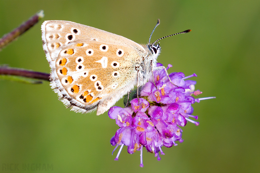 Adonis Blue Butterfly | Female