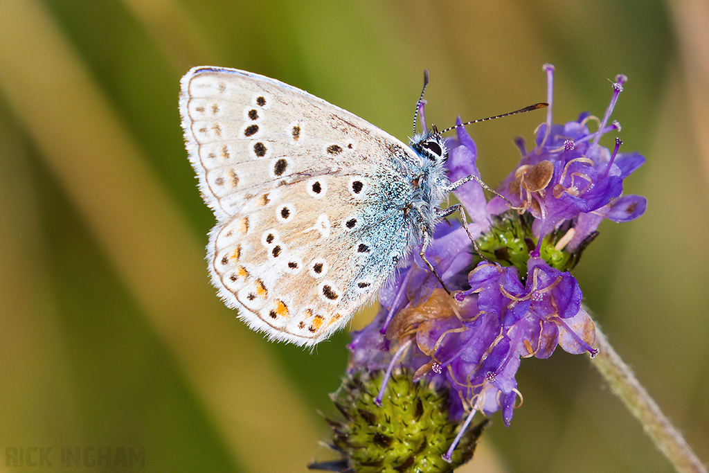 Adonis Blue Butterfly | Male