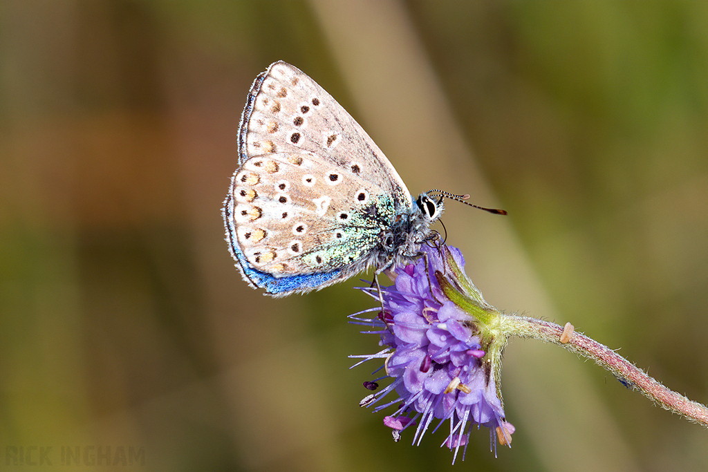 Adonis Blue Butterfly | Male