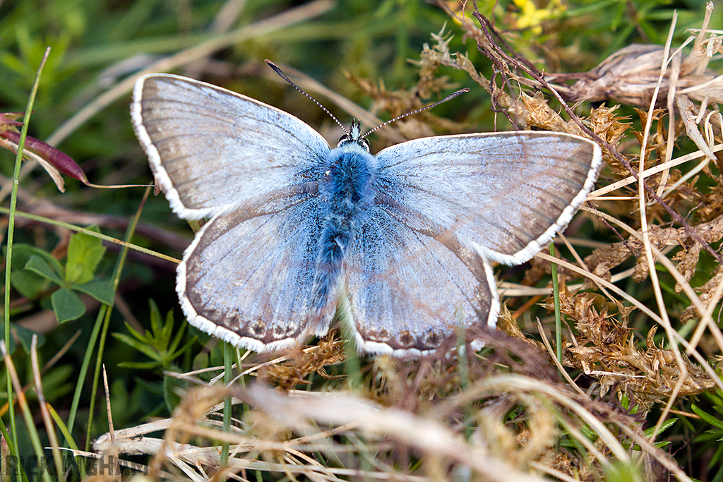 Chalkhill Blue Butterfly | Male