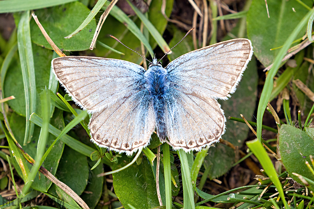 Chalkhill Blue Butterfly