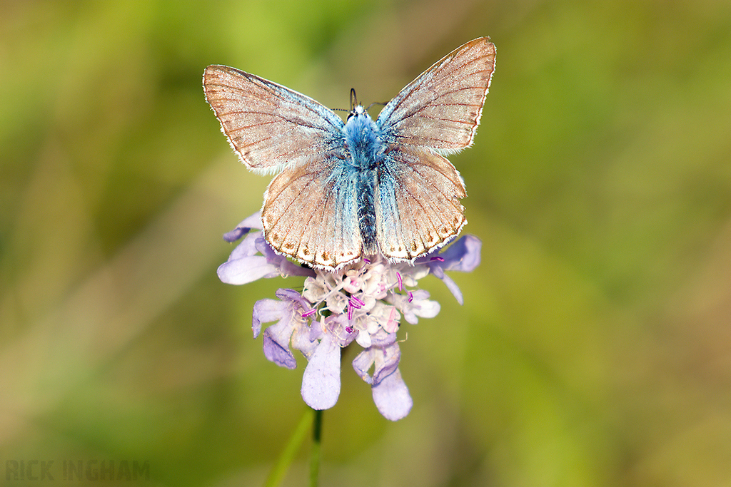 Chalkhill Blue Butterfly