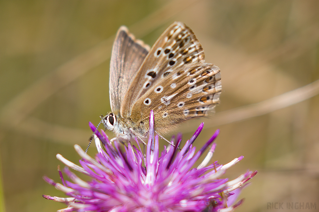 Chalkhill Blue Butterfly | Female