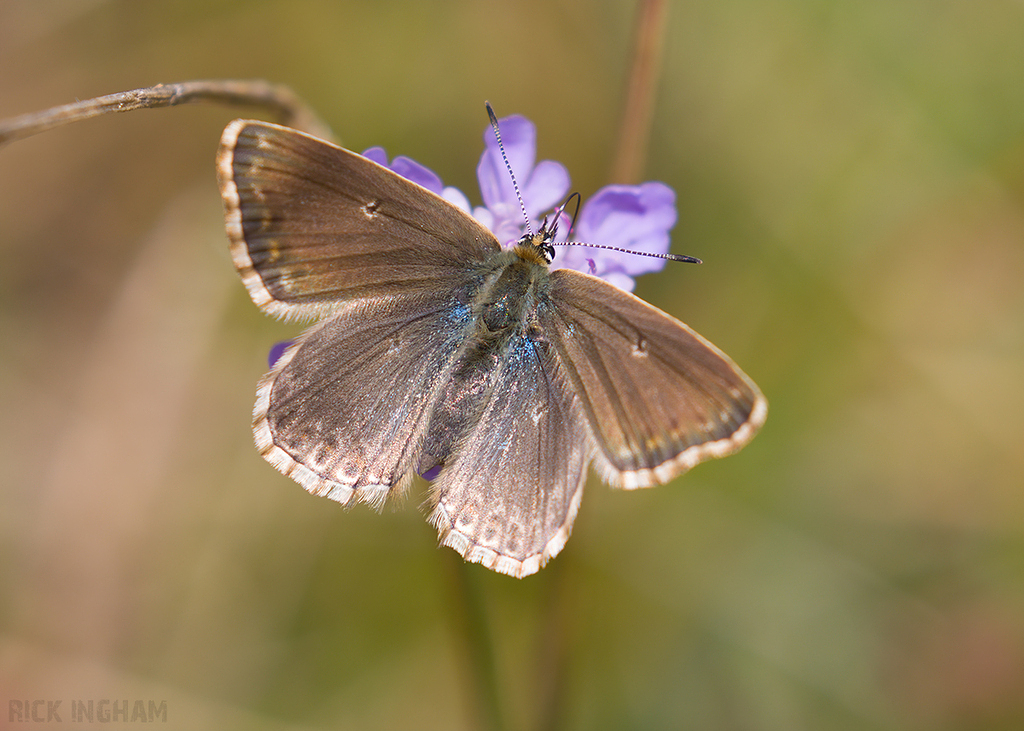 Chalkhill Blue Butterfly | Female