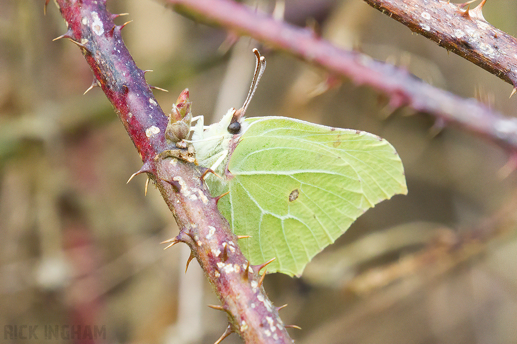 Brimstone Butterfly