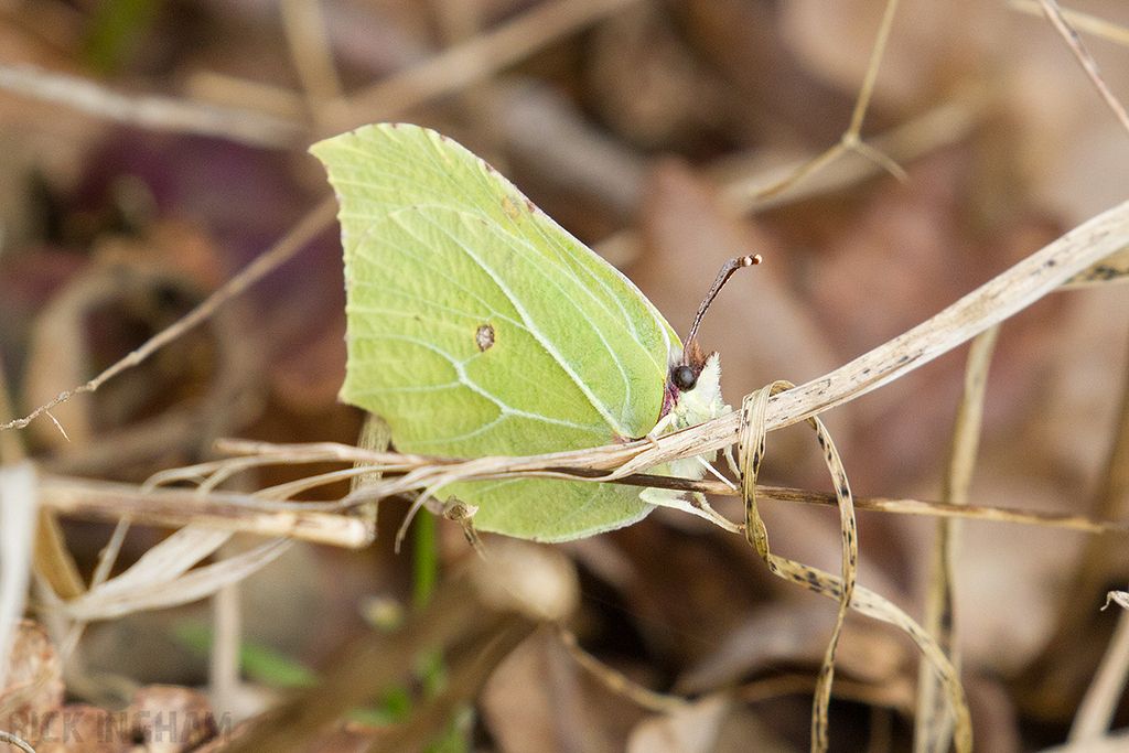 Brimstone Butterfly