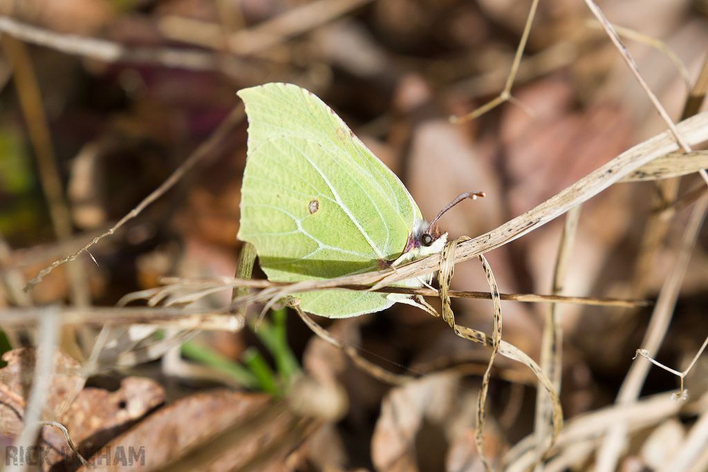 Brimstone Butterfly