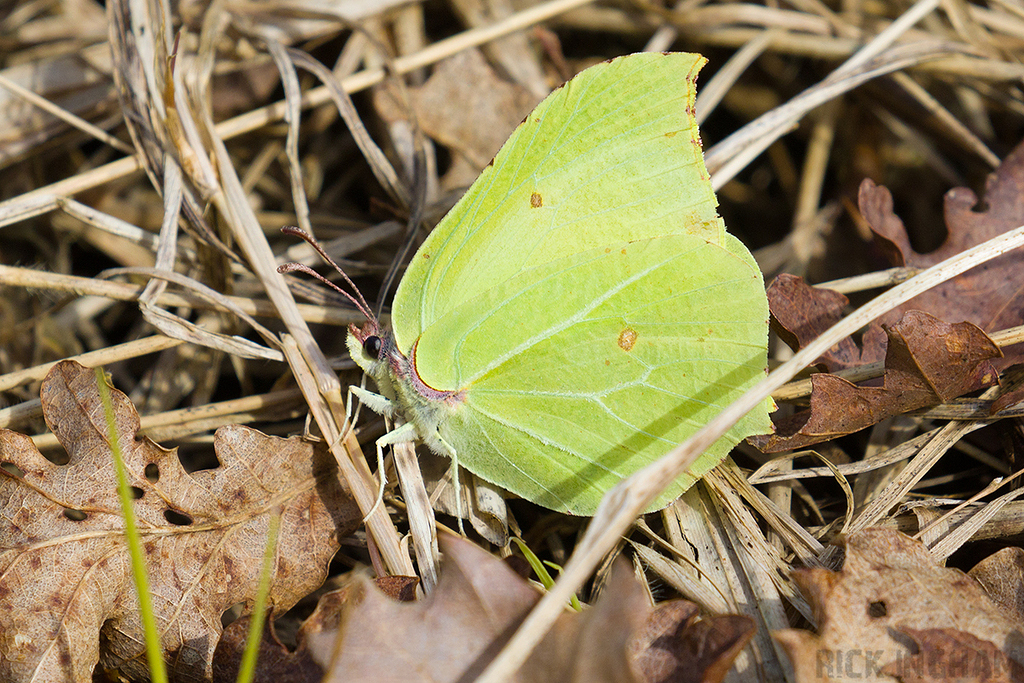 Brimstone Butterfly