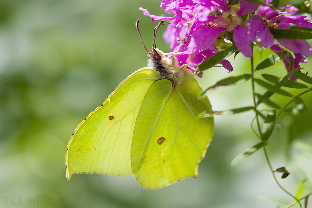 Brimstone Butterfly