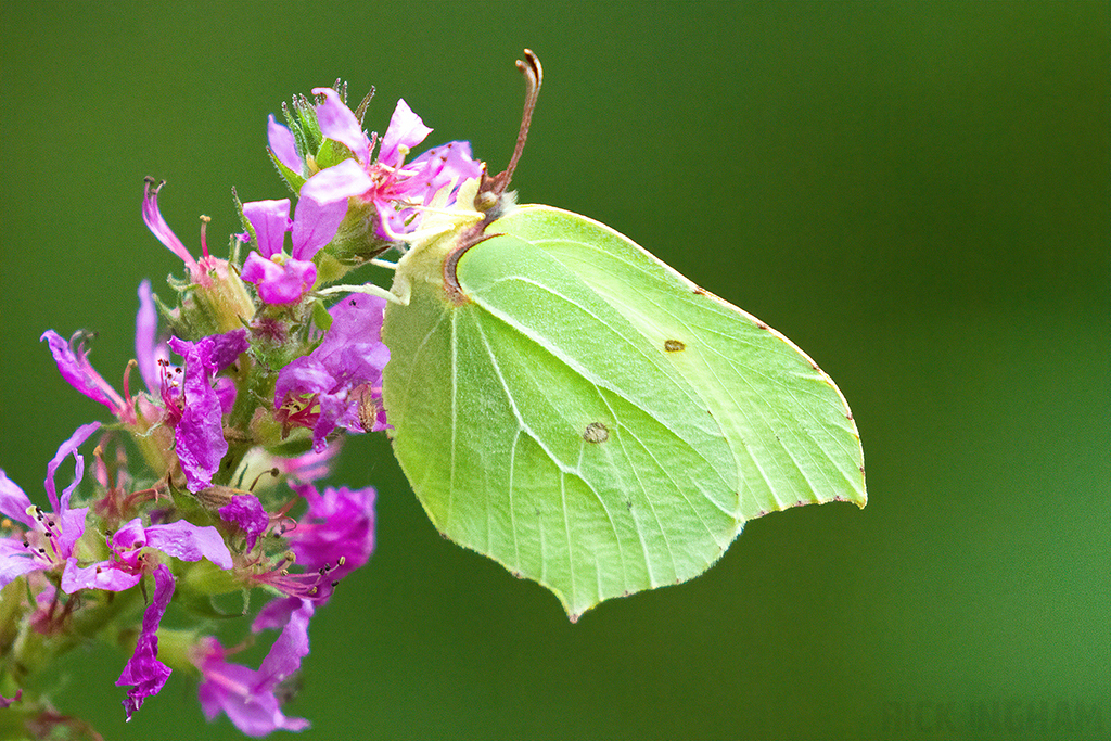 Brimstone Butterfly | Male