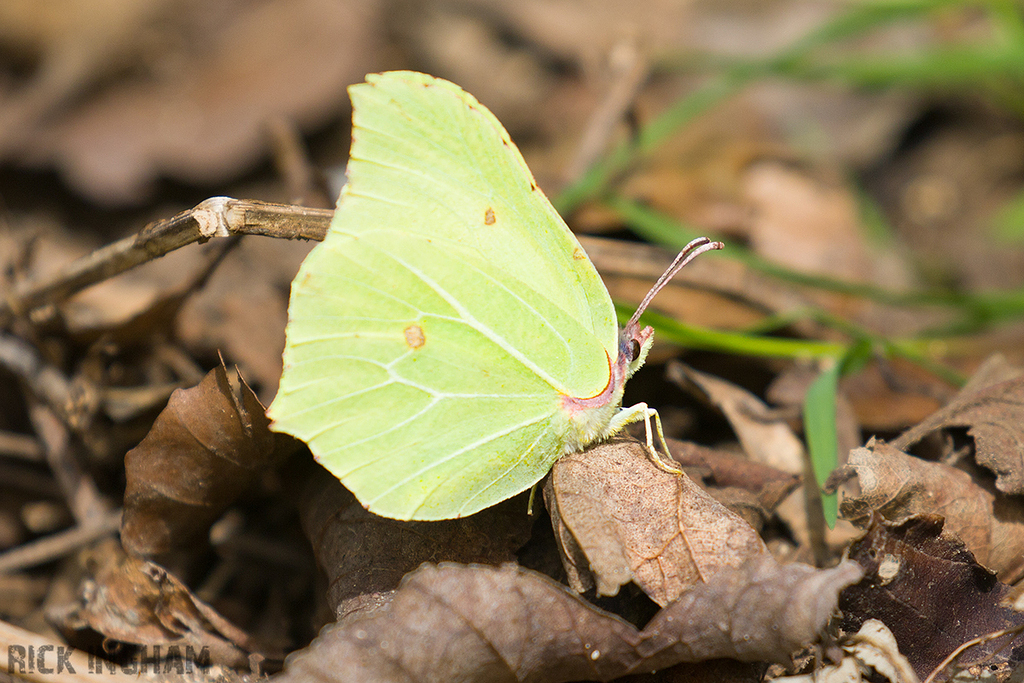 Brimstone Butterfly