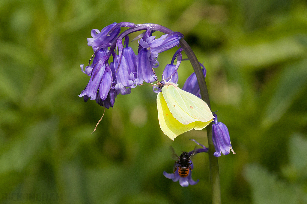 Brimstone Butterfly