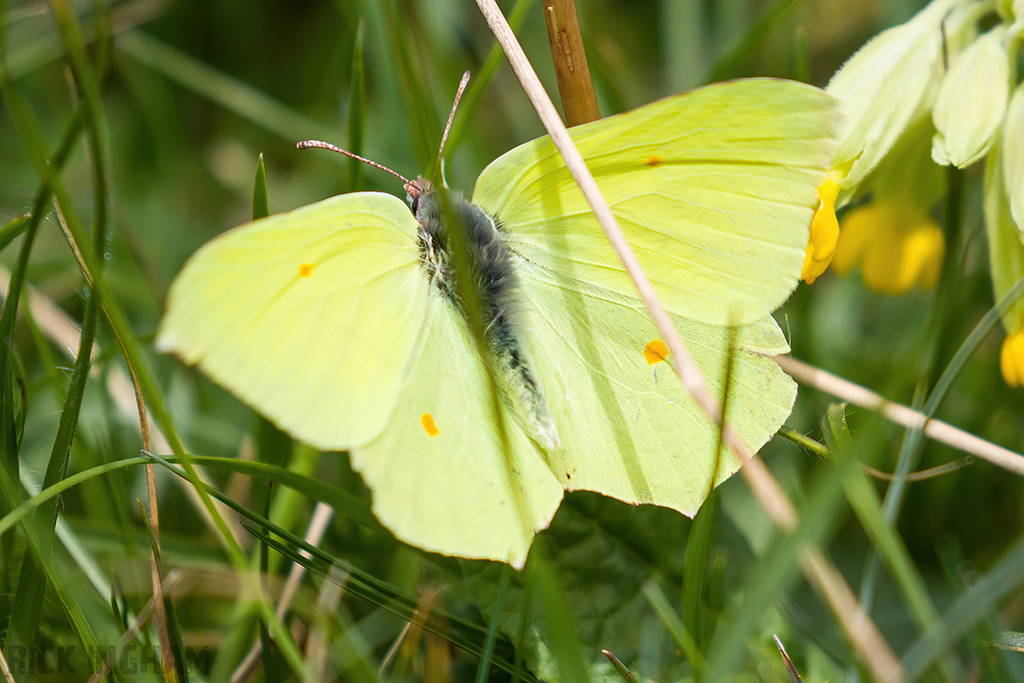 Brimstone Butterfly