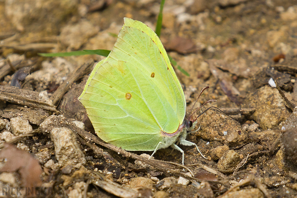 Brimstone Butterfly