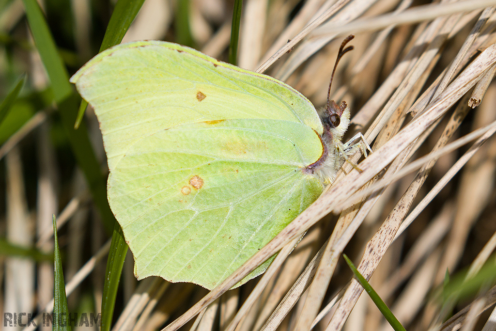 Brimstone Butterfly