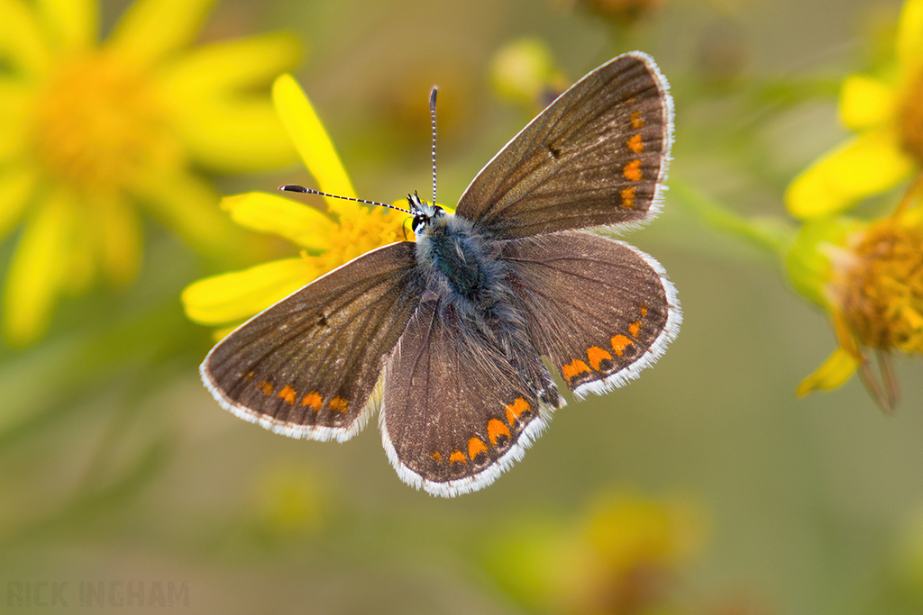 Brown Argus Butterfly