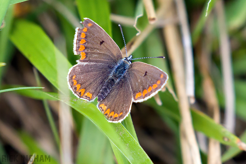 Brown Argus Butterfly