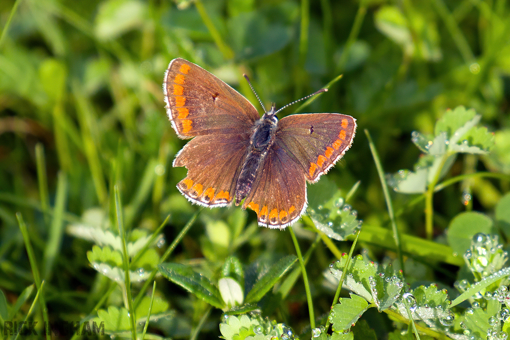 Brown Argus Butterfly