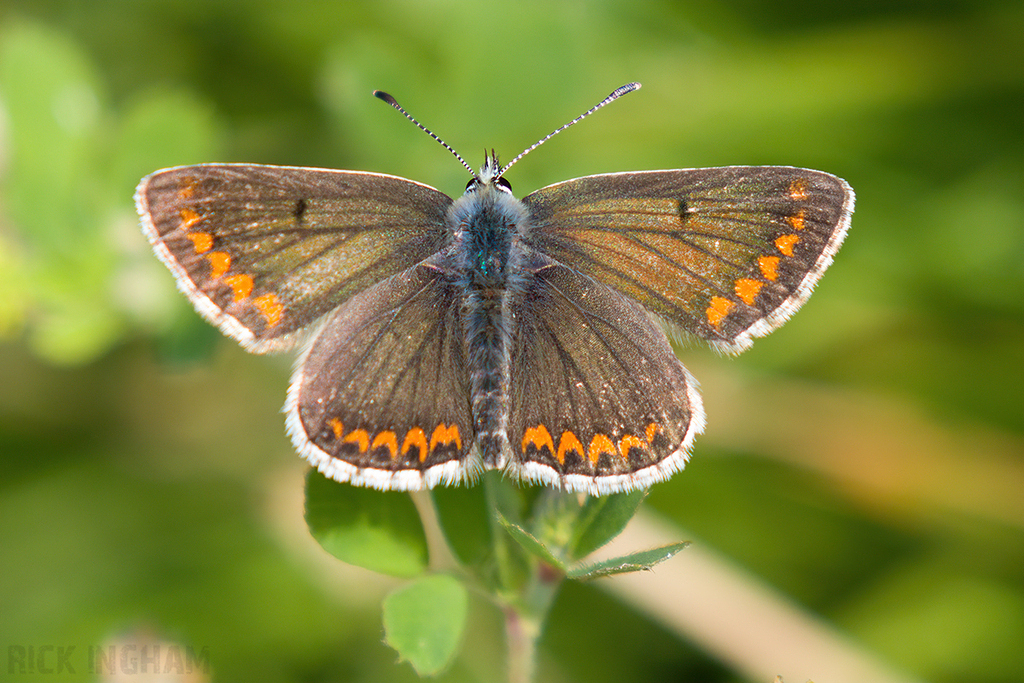 Brown Argus Butterfly