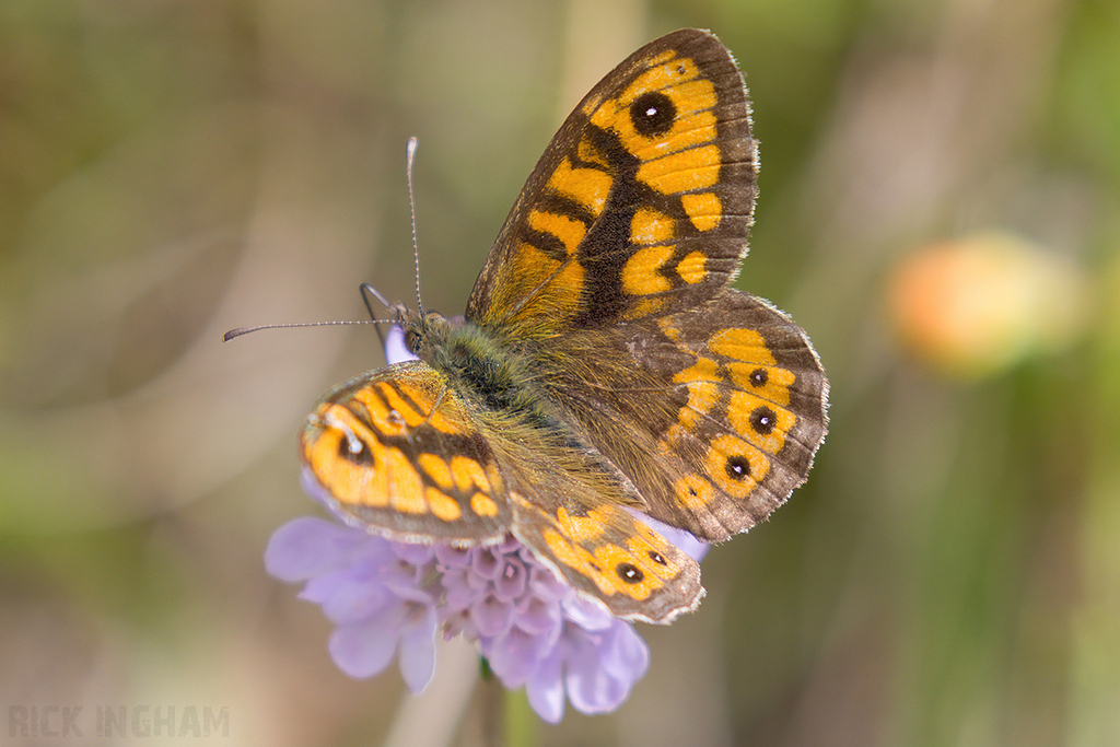 Wall Brown Butterfly