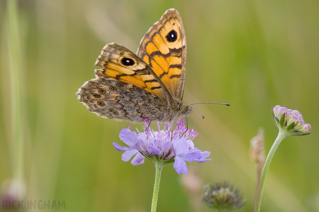 Wall Brown Butterfly