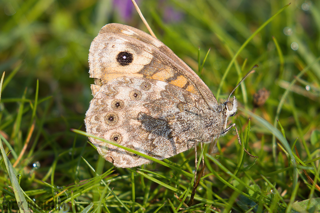 Wall Brown Butterfly