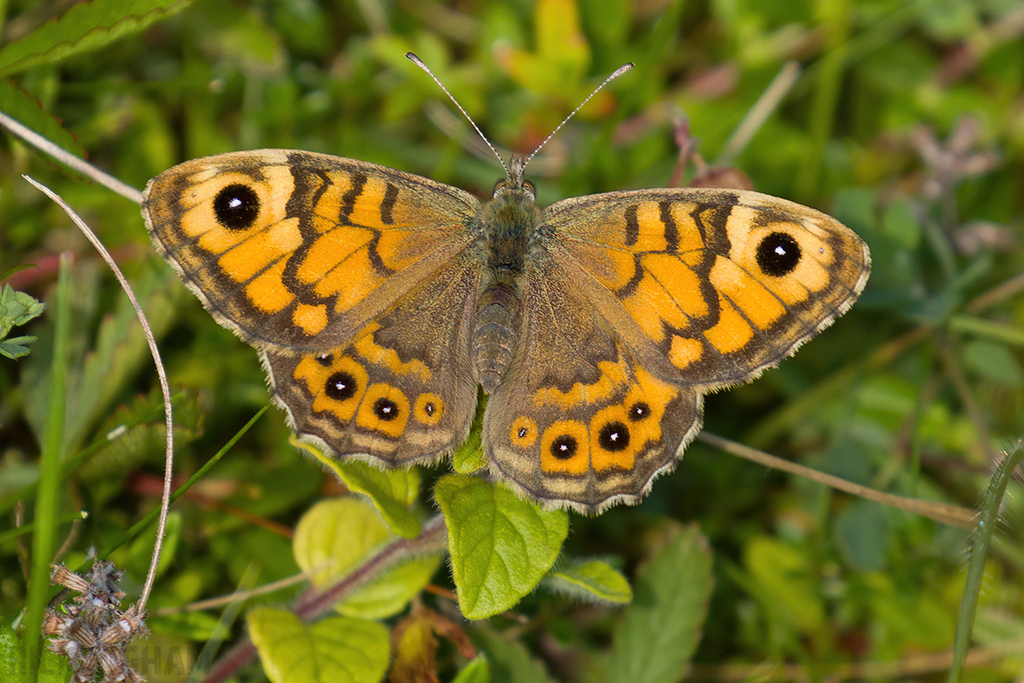 Wall Brown Butterfly