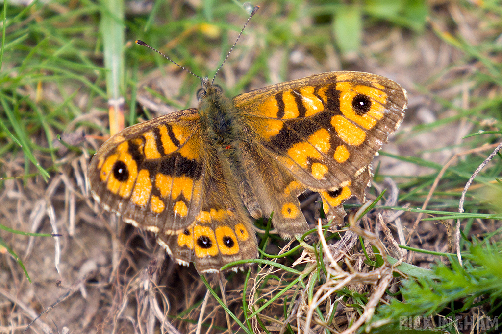 Wall Brown Butterfly