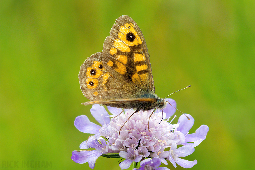 Wall Brown Butterfly