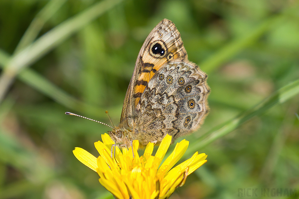 Wall Brown Butterfly