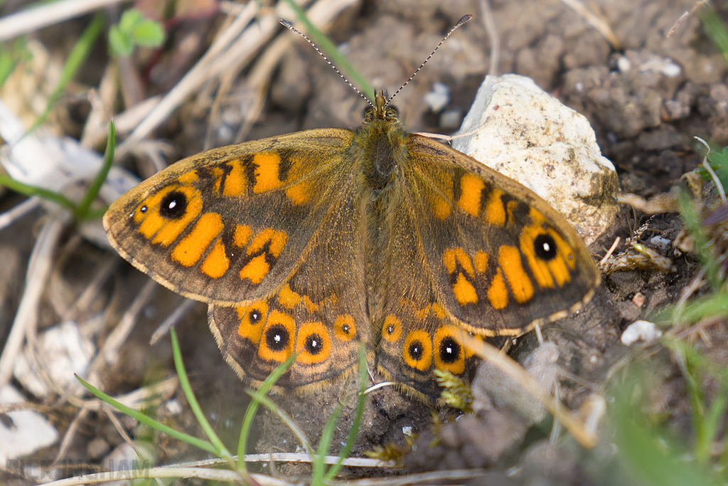 Wall Brown Butterfly