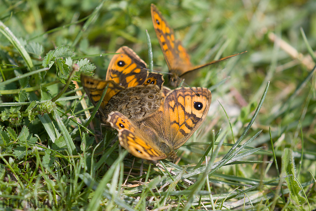 Wall Brown Butterfly