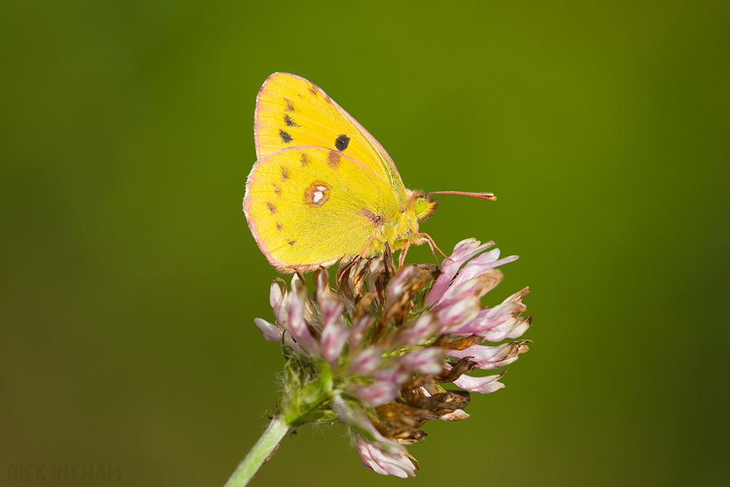 Clouded Yellow Butterfly | Male