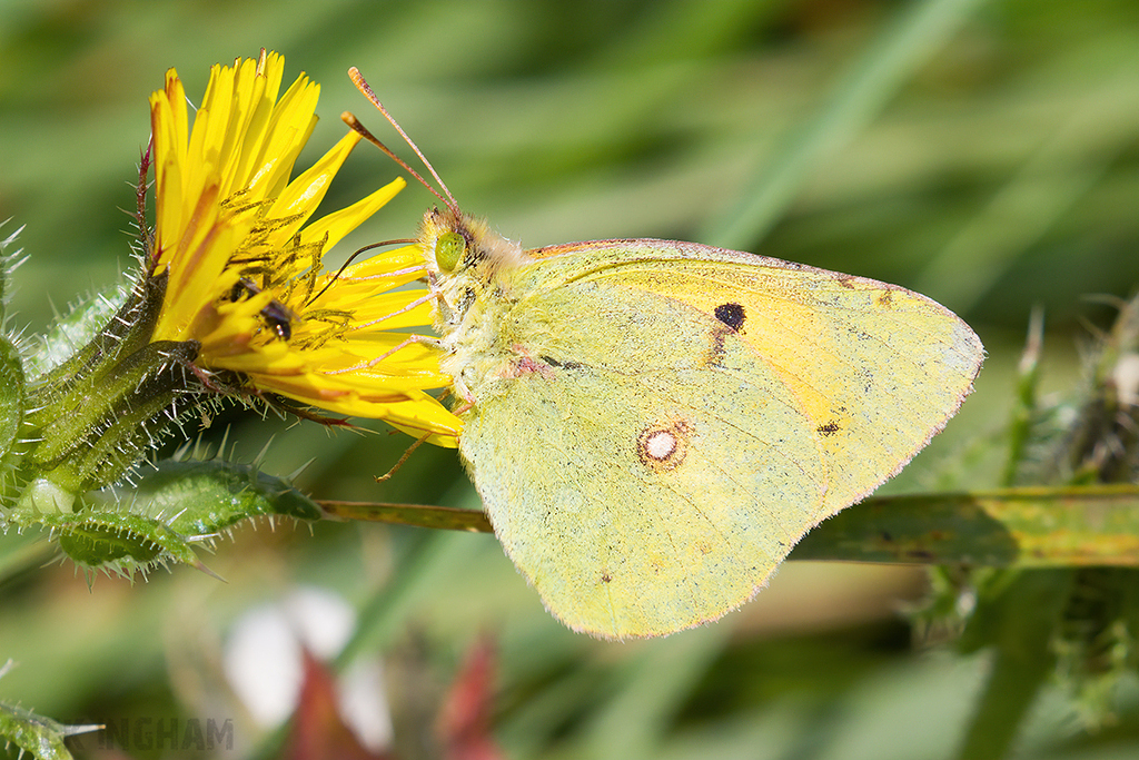 Clouded Yellow Butterfly